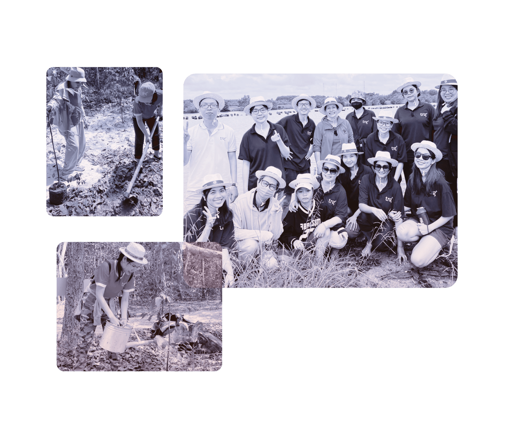 Tree Planting hero image