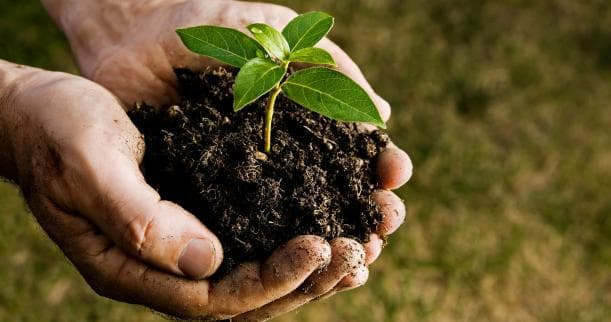 TRG to Plant 1000 Trees at Long Hai Beach